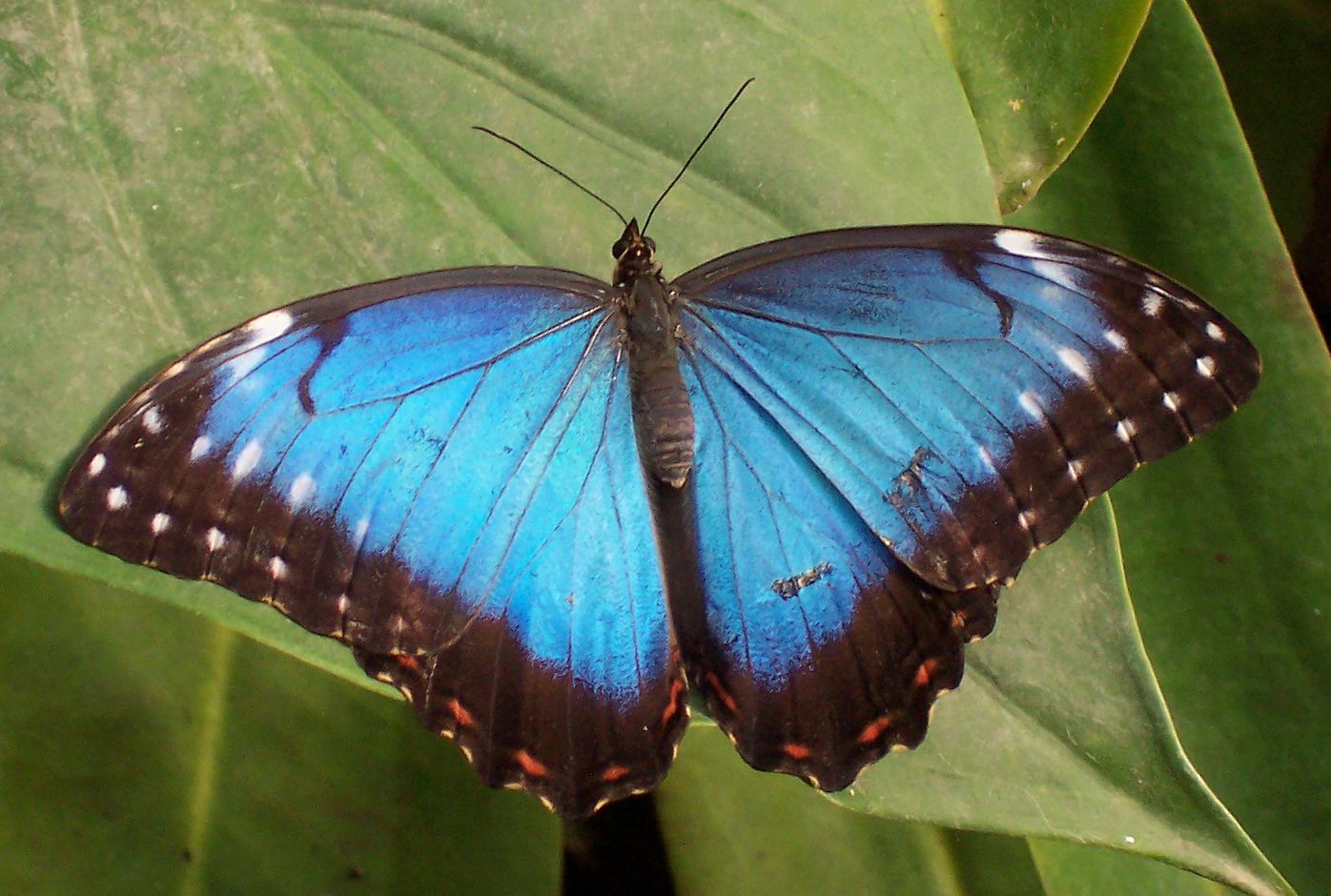 Blue Morpho Butterfly