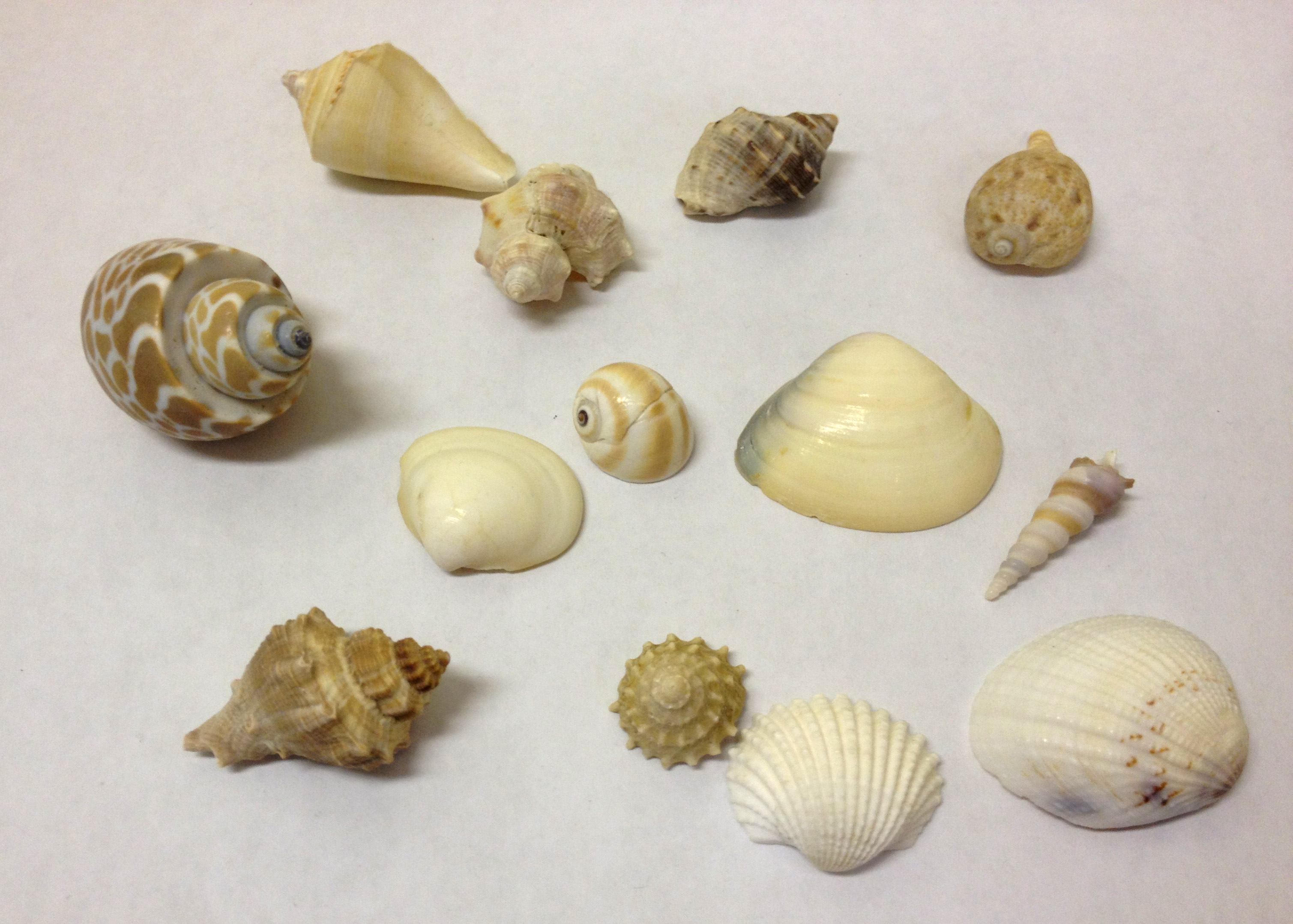 Why are Seashells so Strong?