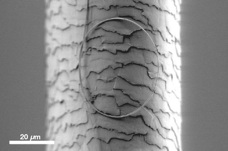 Molecular Expressions Microscopy Primer Specialized Microscopy Techniques   Polarized Light Microscopy Gallery  Human Hair