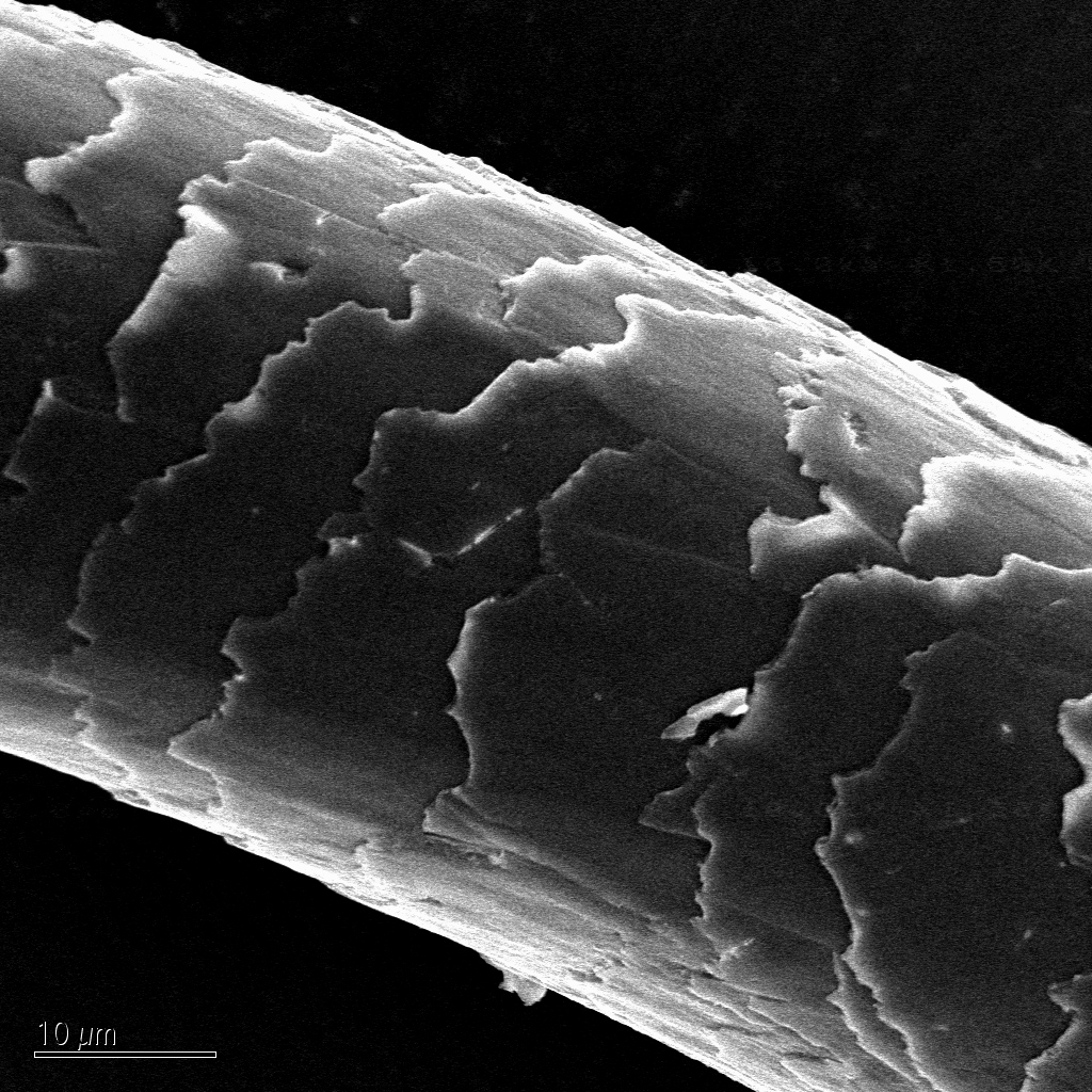 Scientific Image Sem Of Human Hair Nise Network