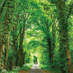 Summer thumbnail showing green trees