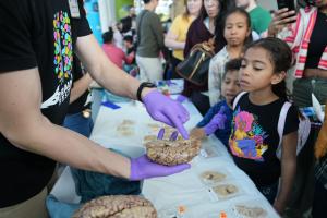 Allen Institute BrainFest at Pacific Science Center 2024 with an adult showing children a brain - credit Allen Institute 