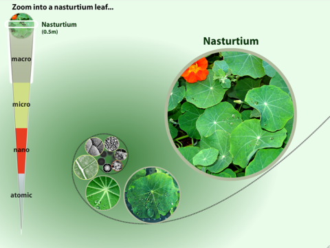 A screenshot of the zoom into a nasturtium leaf interactive starting with a nasturtium leaf.