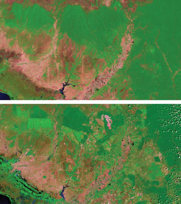 Forest lost in Cambodia. Cambodia