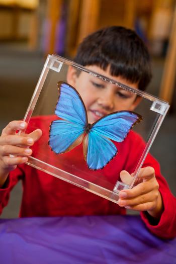 Child in a red shirt with a preserved butterfly