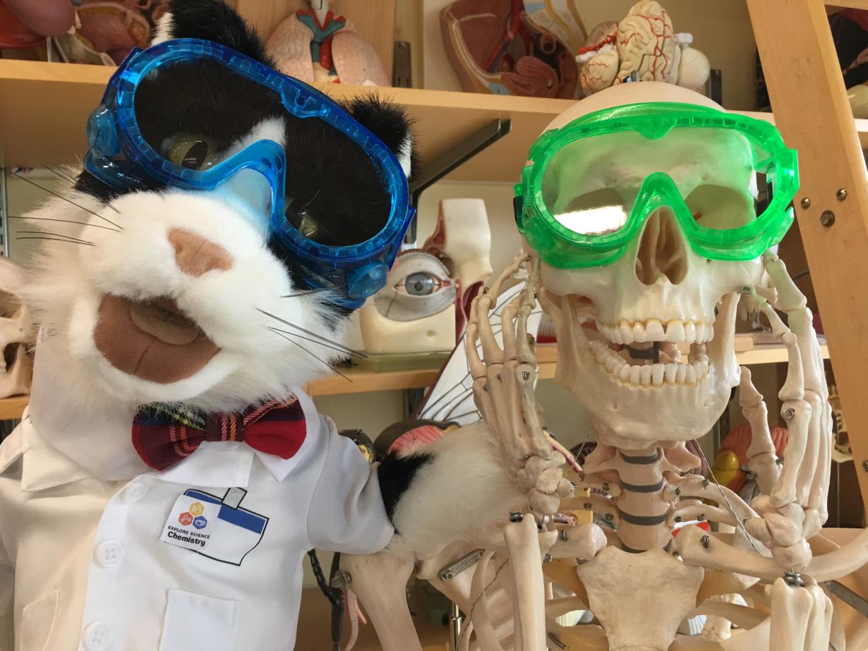 Chemistry Cat