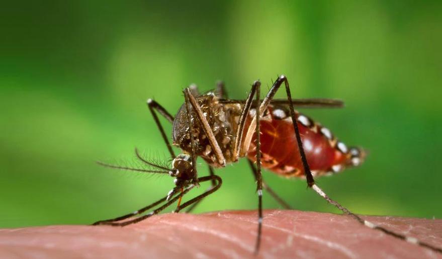 Mosquito up close on human hand