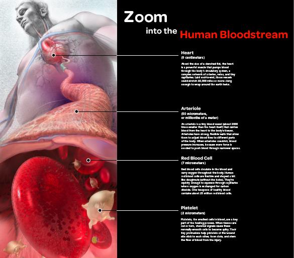 Hyman bloodstream across ten orders of magnitude poster with annotation