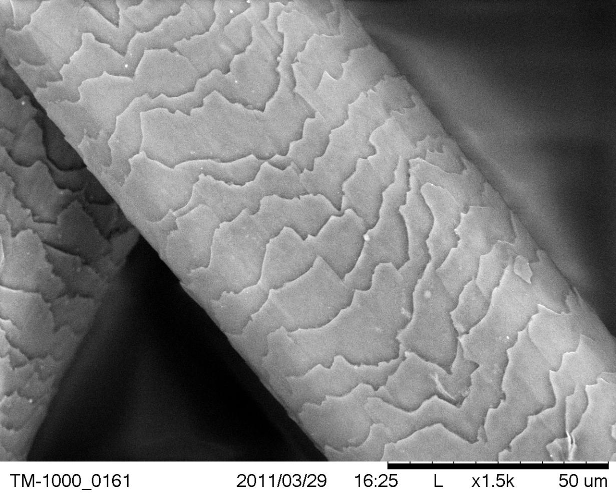 Sem Of Human Hair Nise Network