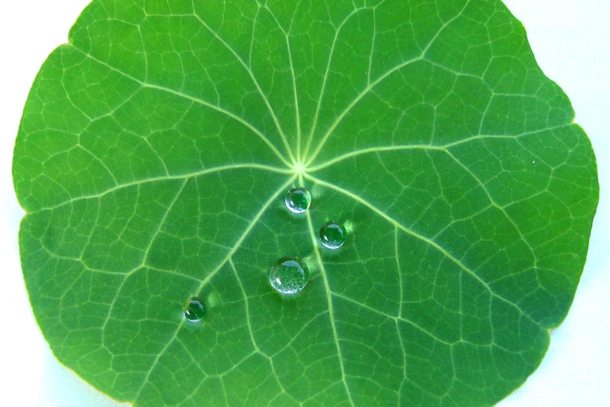 A lotus leaf showing off its hydrophobic properties. Water is balled up on its surface.