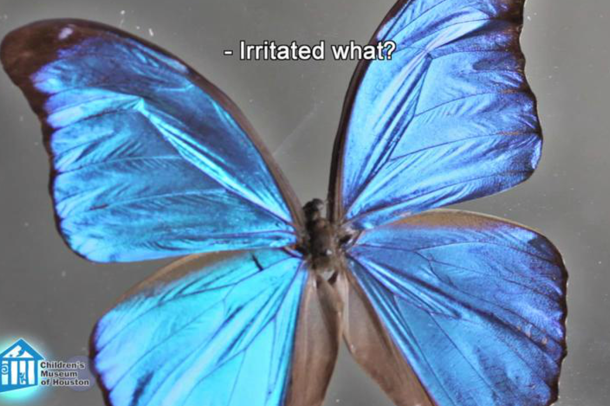 Closeup photo of Blue Morpho Butterfly