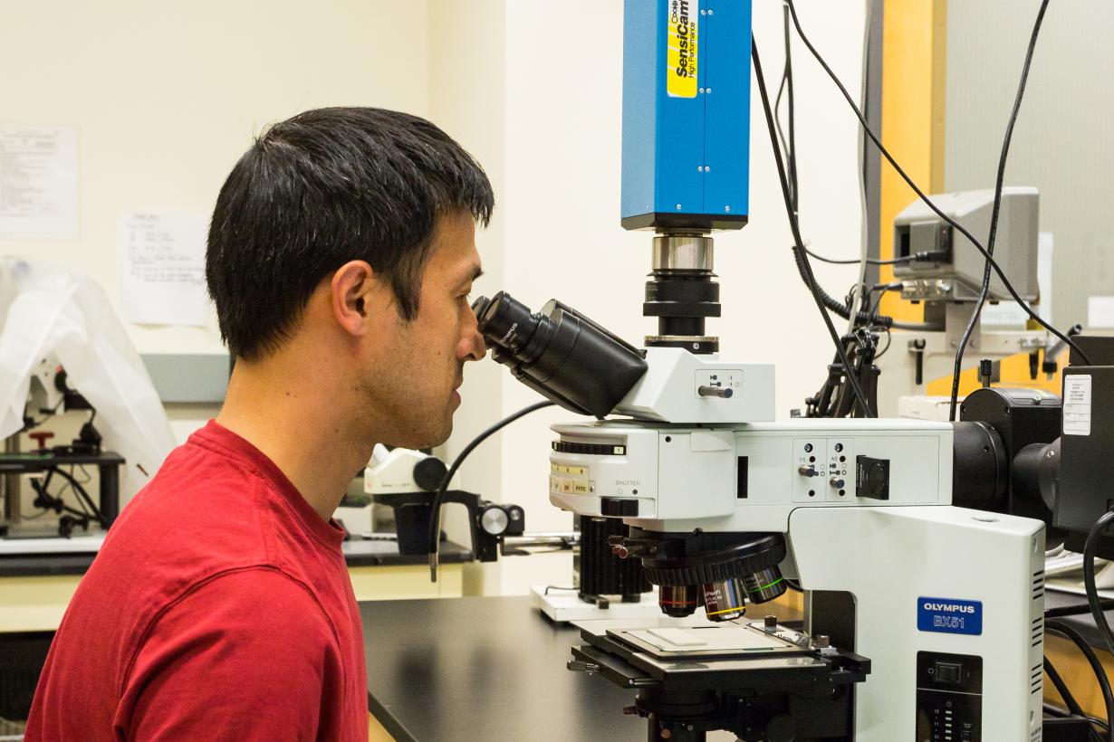 Scientist using a Light Microscope