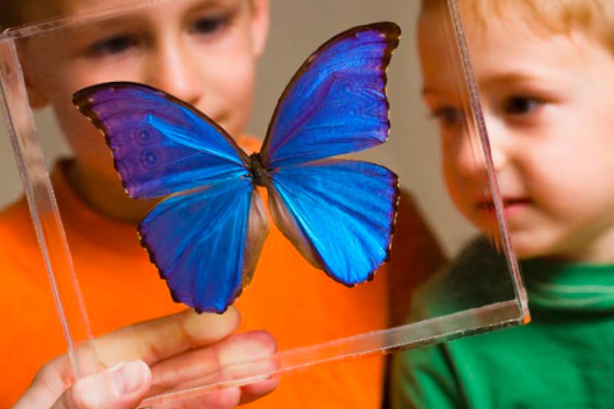 Exploring Structures - Butterfly activity - two children looking at Blue Morpho butterfly