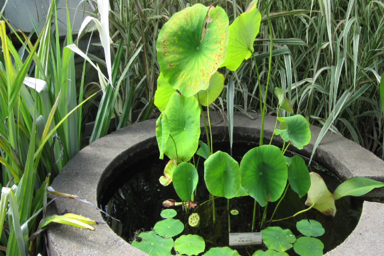 A lotus leaves in a small, man-made concrete pond.