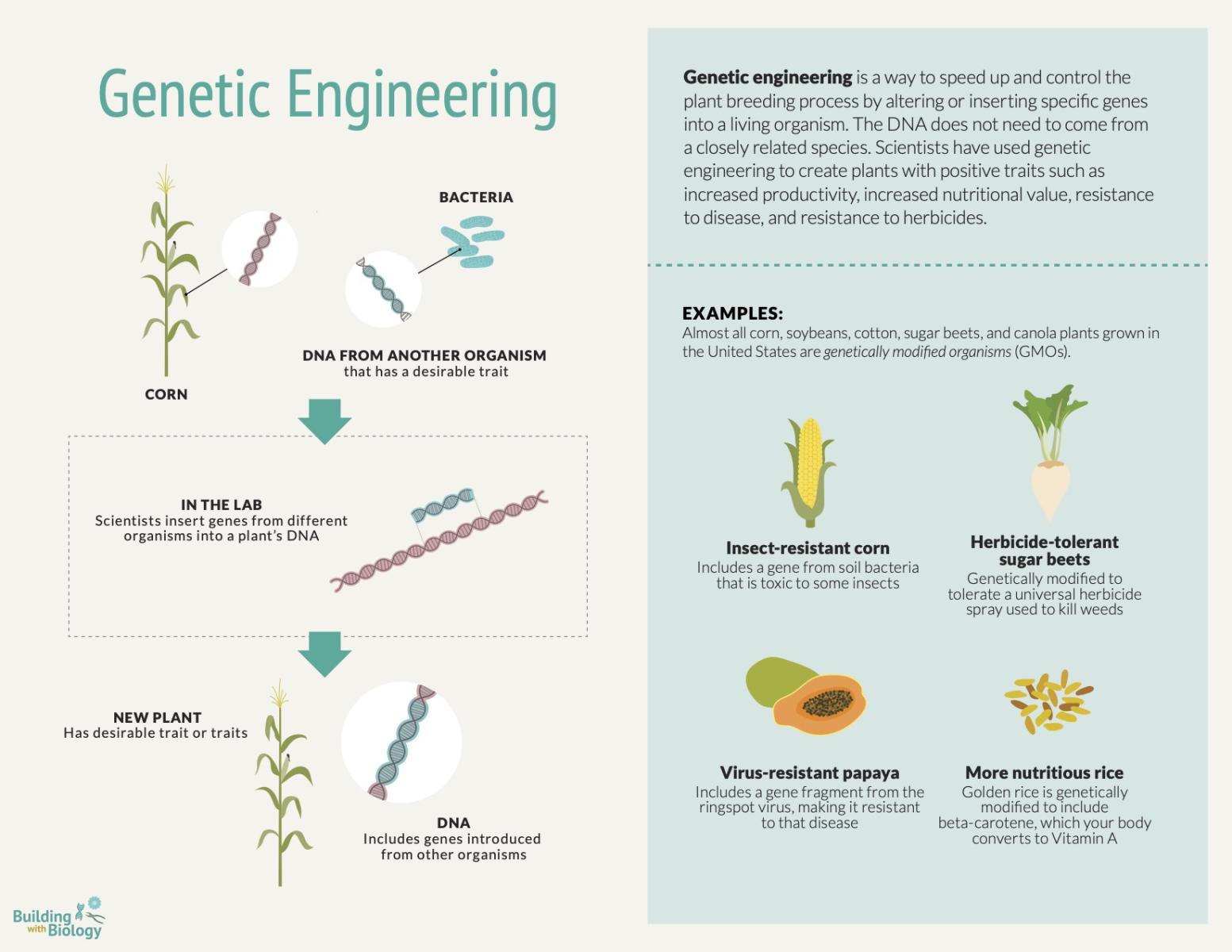 Genetic Engineering Reference infographic card explaining how it works