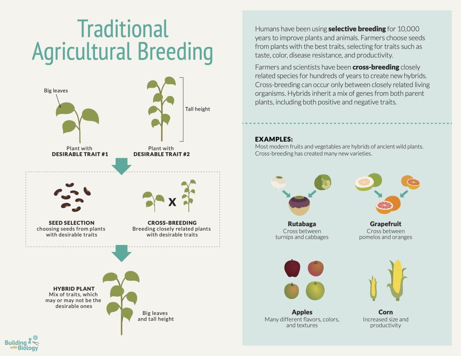 Reference card infographic explaining how traditional breading works