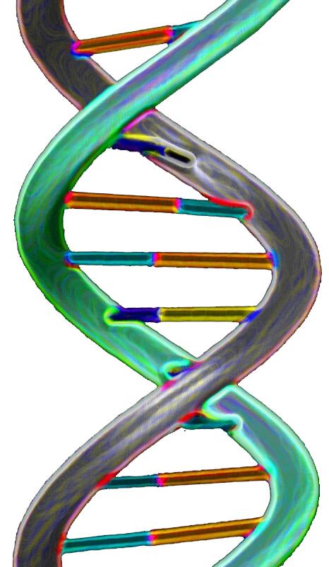 A computer rendering of a DNA structure