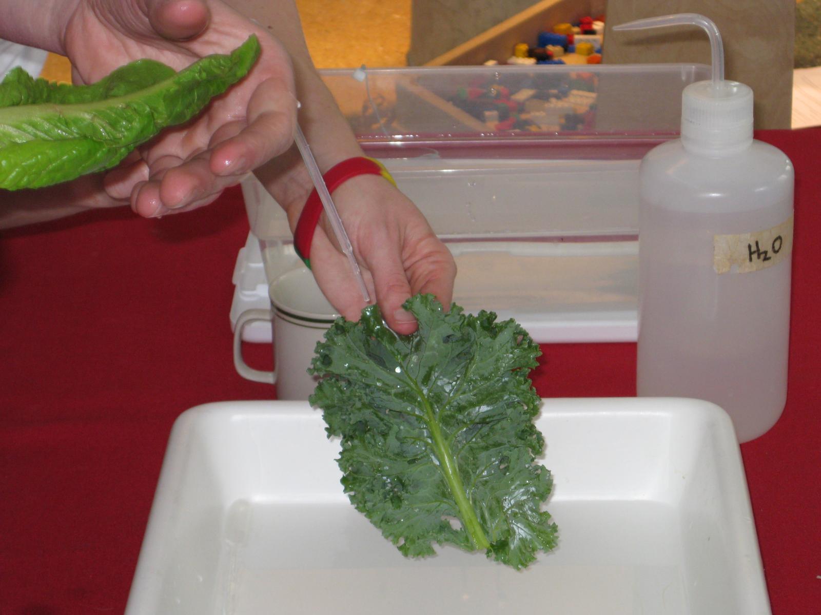 Kale leaf showing the lotus leaf effect