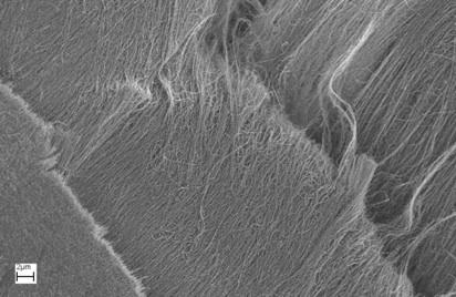 Zoomed in image of a carbon nanotube