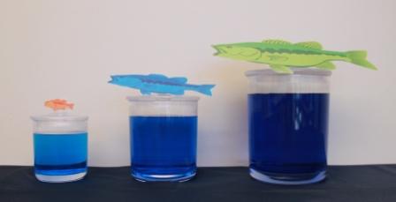 picture cutouts of a big green fish, medium blue fish, and small orange fish on top of various jars with liquid