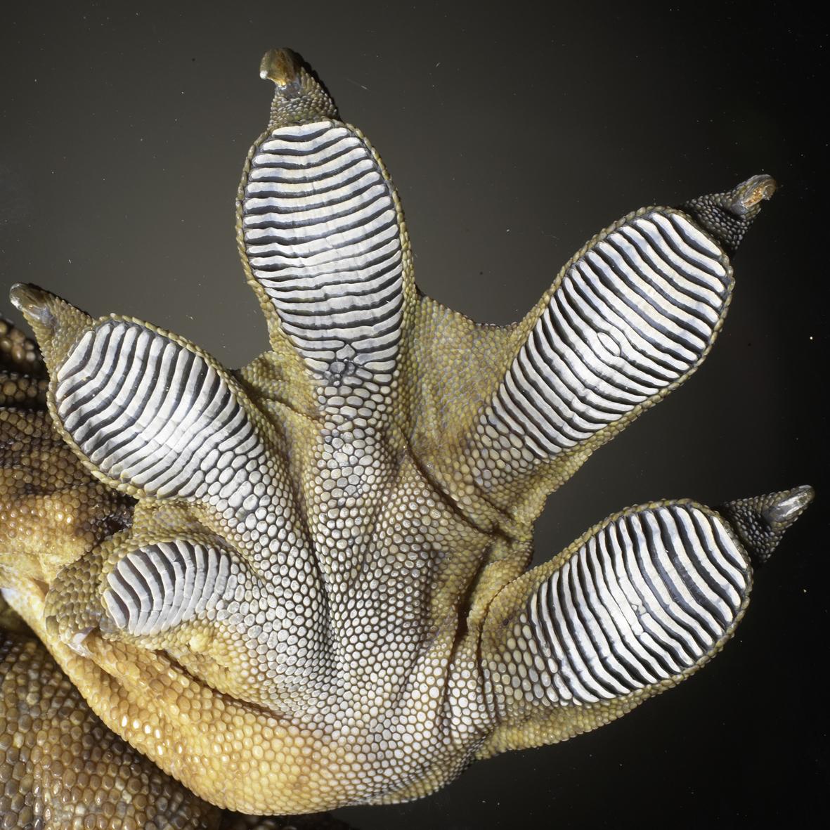 Magnified image of a gecko foot using an Optical Microscope.