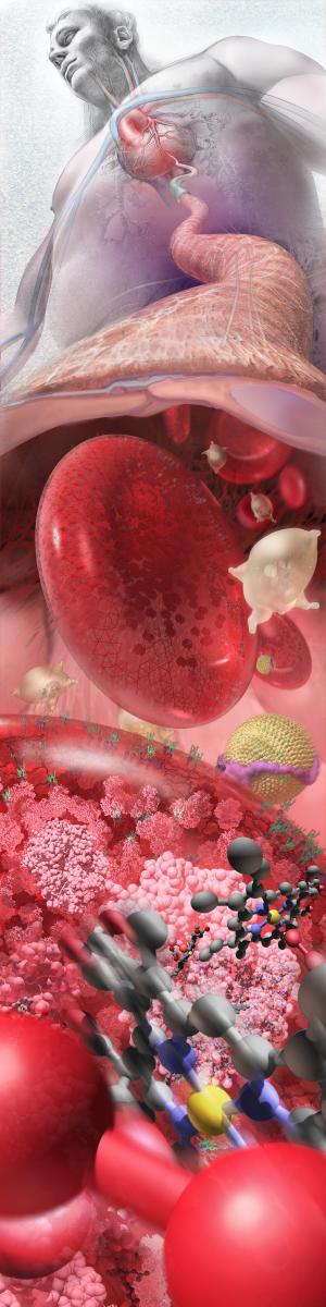 Human bloodstream zoom poster showing the human body down to the molecular level