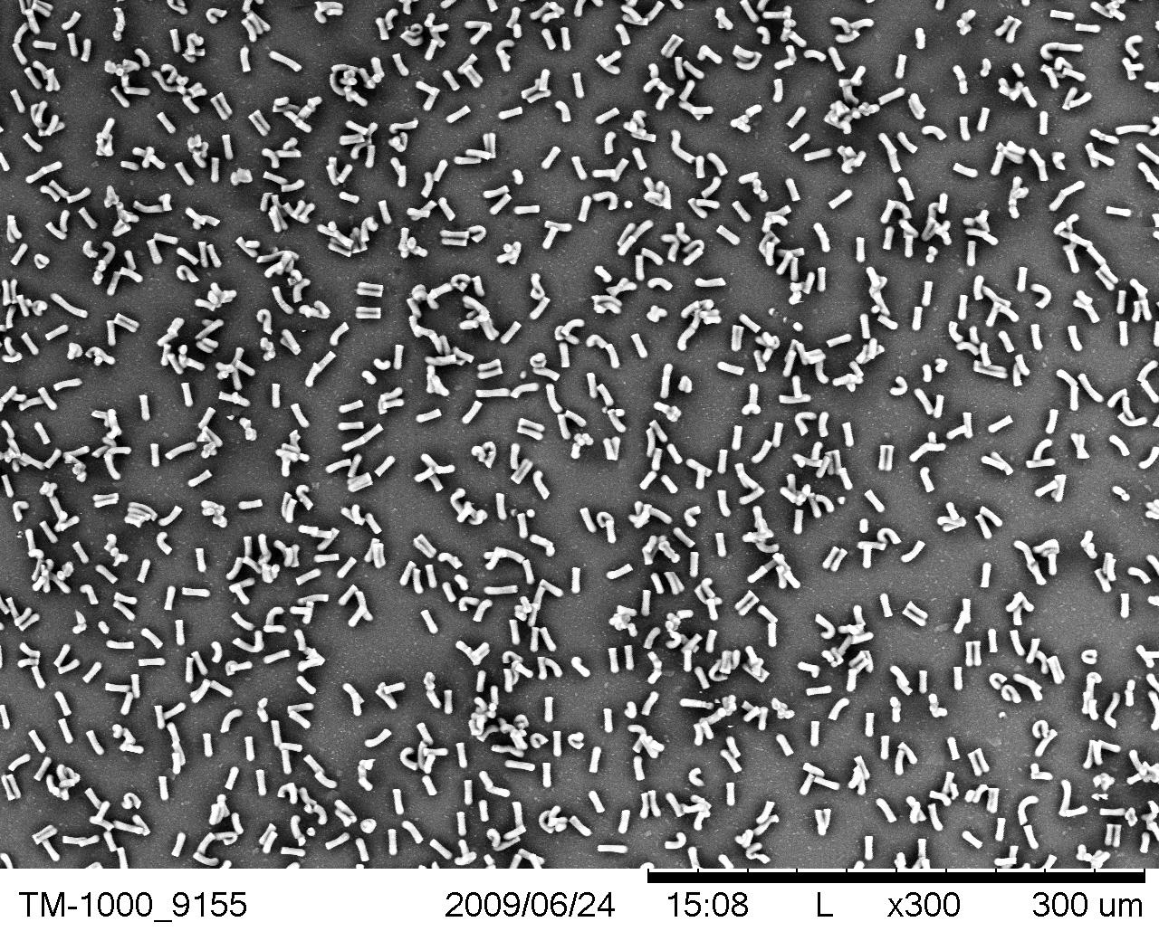 Synthetic gecko tape with micron sized hairs that mimics that behavior of the gecko foot.