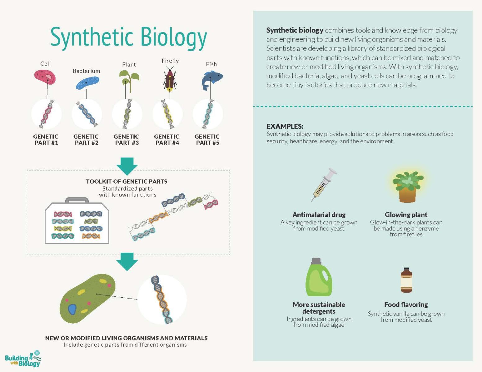 Image of a Synthetic Biology handout with illustrations of how DNA can be edited
