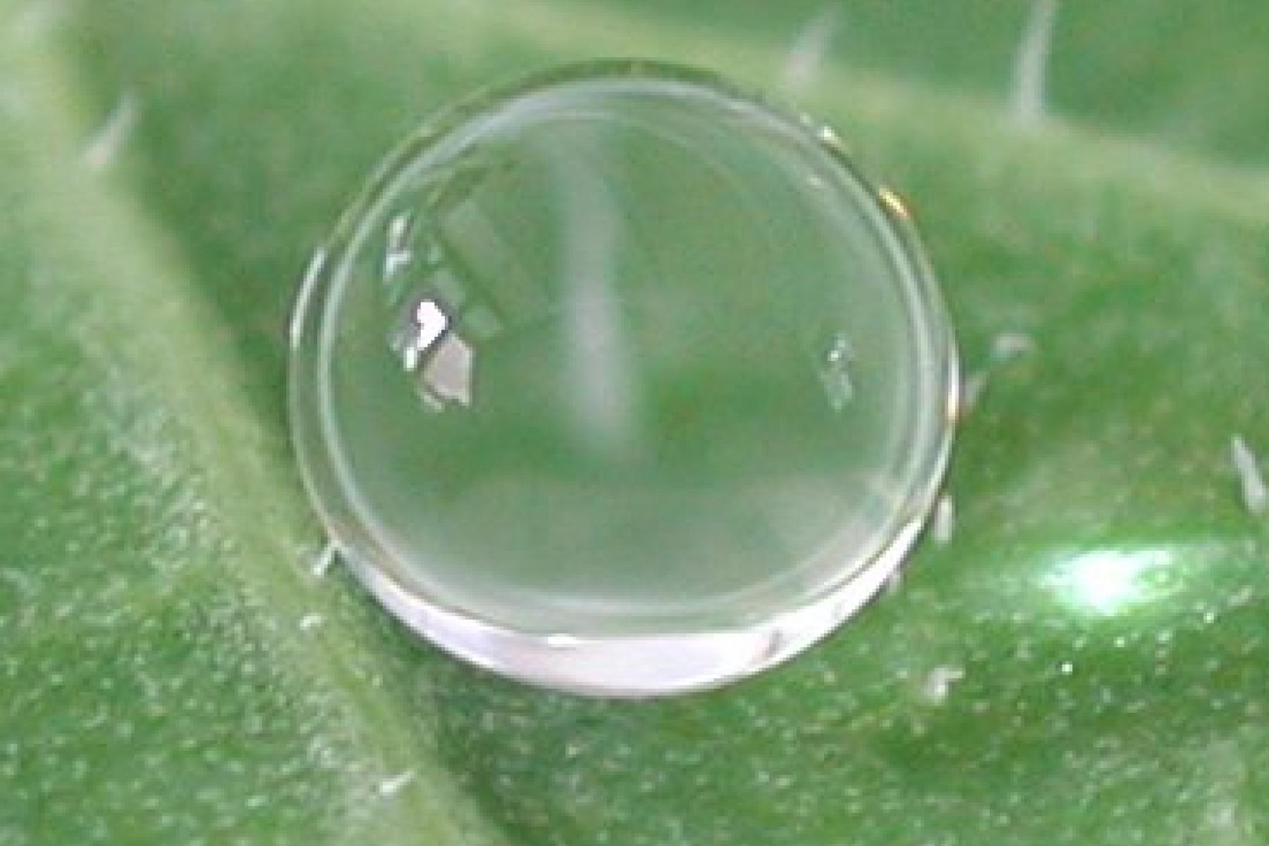 A water droplet sits on a superhydrophic leaf forming an almost perfect sphere of water.