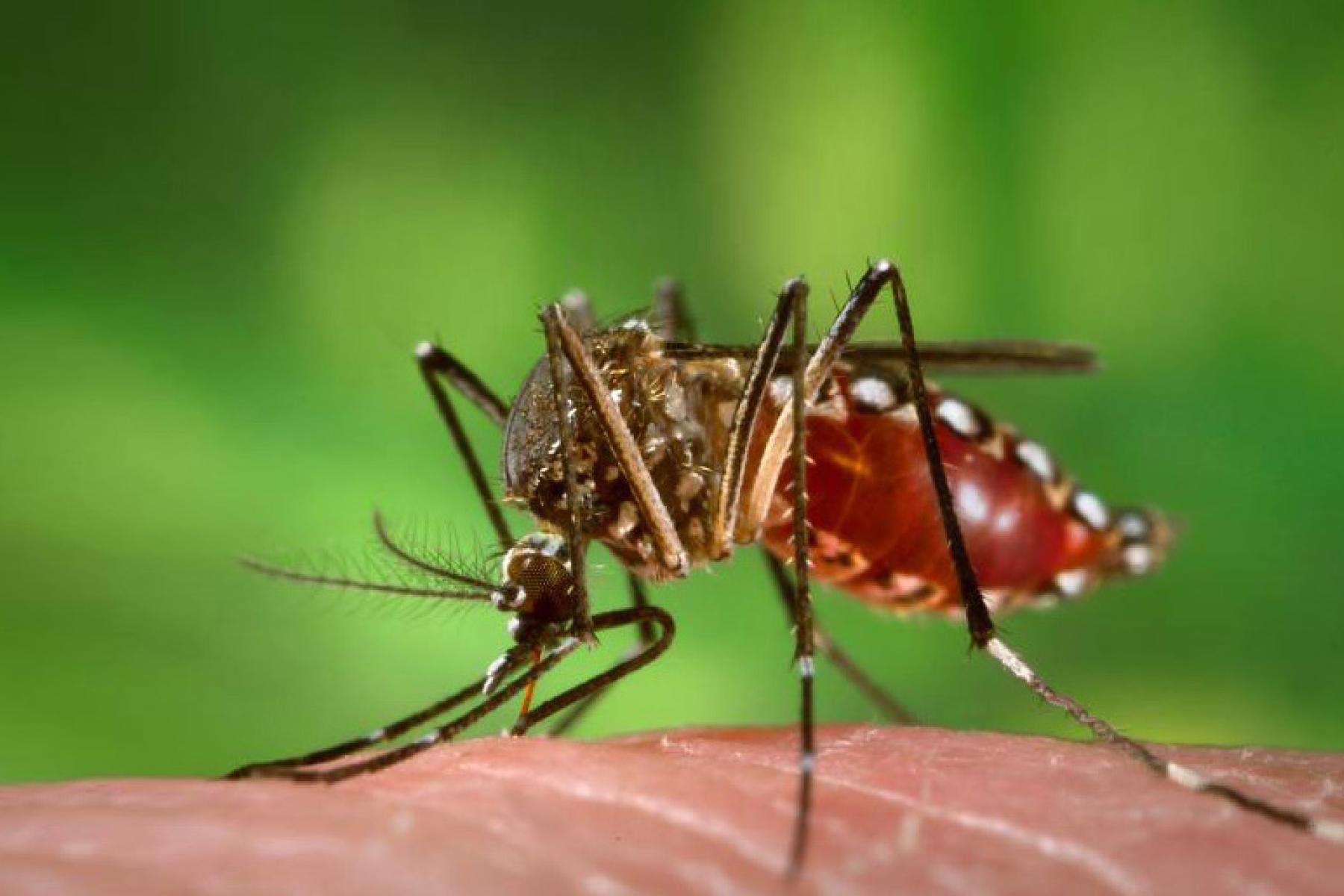 Mosquito up close on human hand