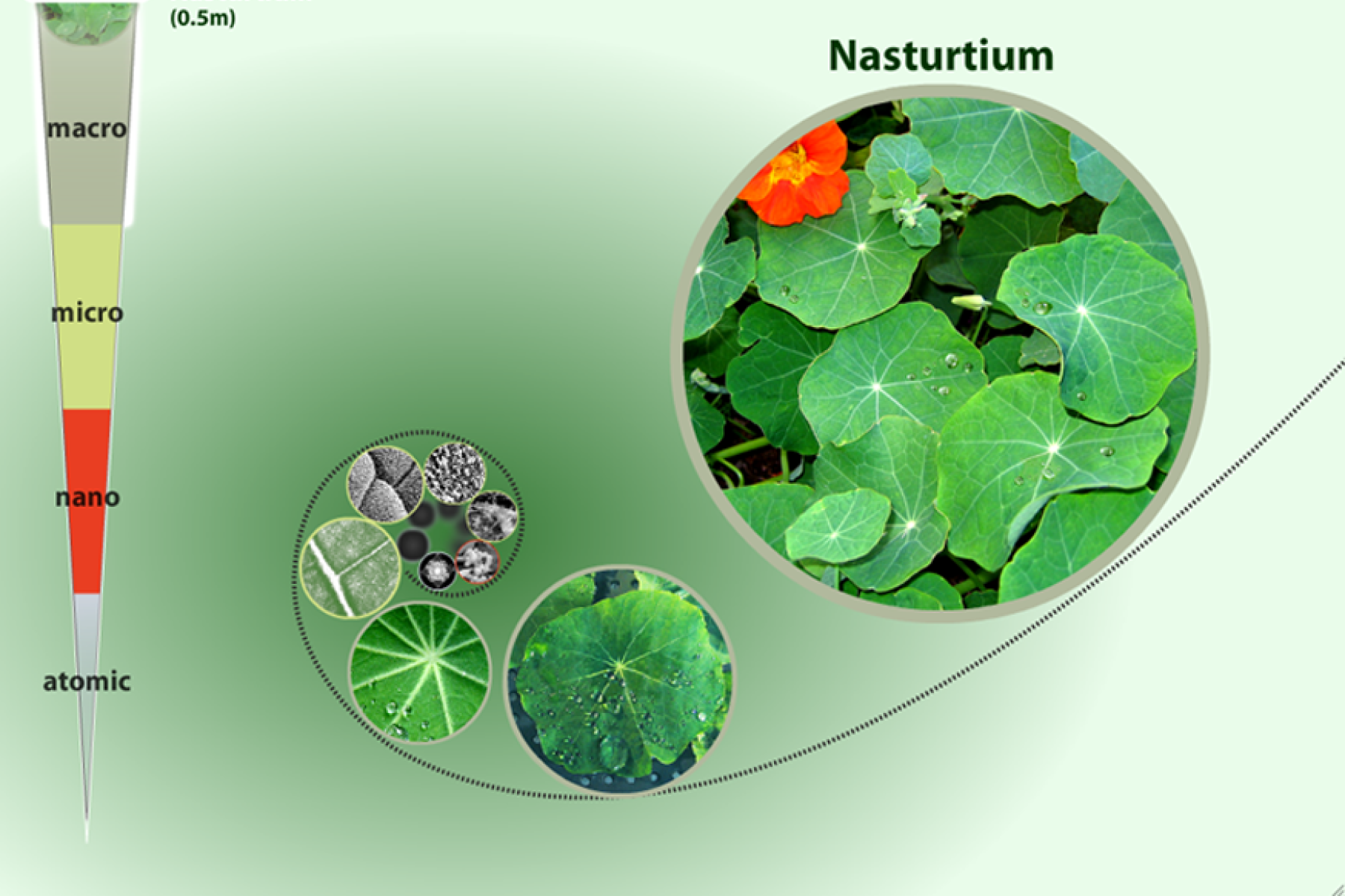 A screenshot of the zoom into a nasturtium leaf interactive starting with a nasturtium leaf.