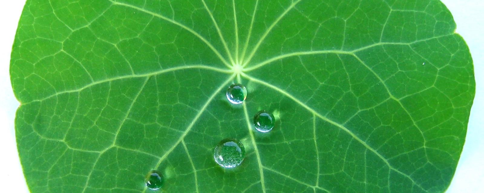 A lotus leaf showing off its hydrophobic properties. Water is balled up on its surface.