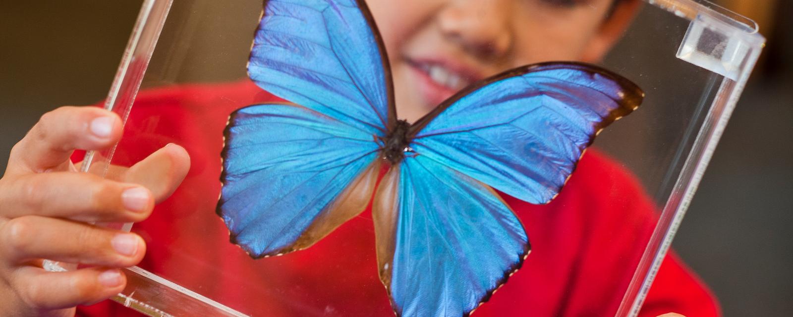 Child in a red shirt with a preserved butterfly