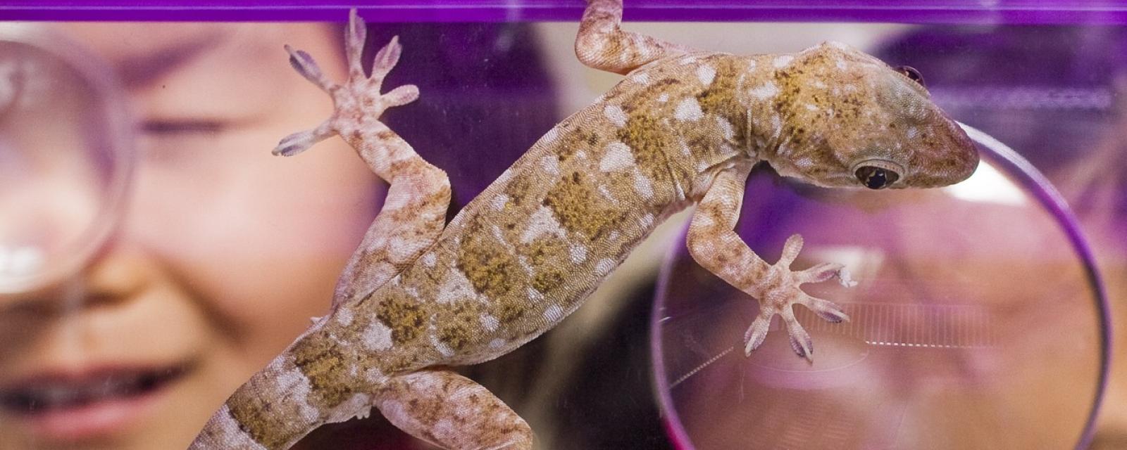 Children looking at Gecko with magnifying glass