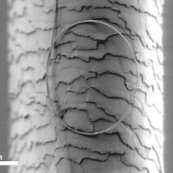 a human hair has the diameter of about